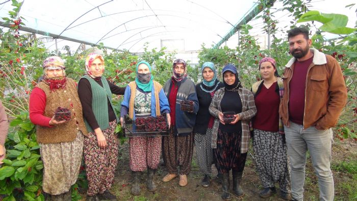 Silifke’de yln ilk karadut hasad yapld: Kilosu 110 TL