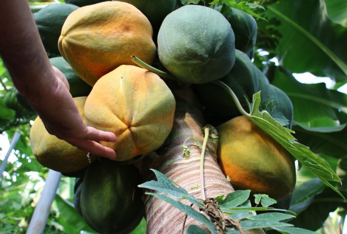 Bir papaya fidan 60 kilo rn verdi