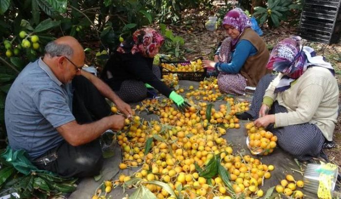 Scaklar Etkiledi Yenidnyada Hasat Erken Balad