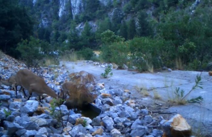 Antalyada yaban kei ailesi su ierken fotokapanla grntlendi