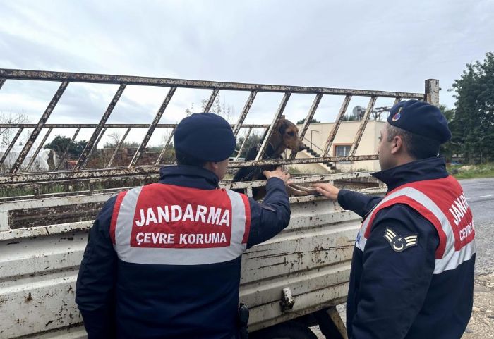 Mersin’de zel Av Kpeinin Hrsz Yakaland