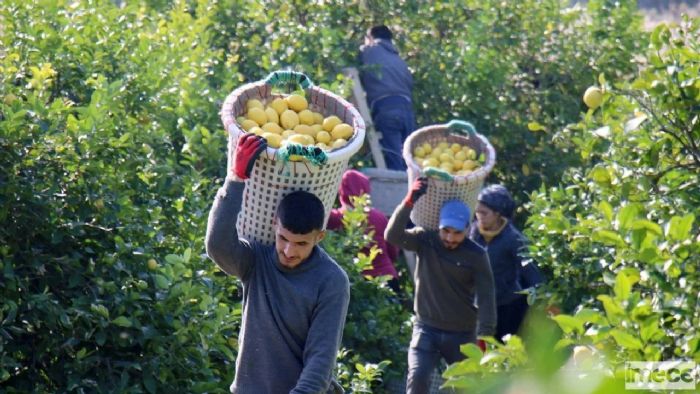 Limon hracatna Yasak Geliyor, retici Endieli