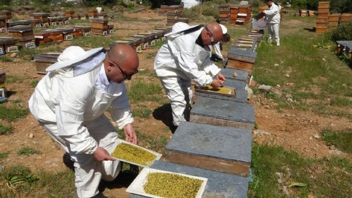 Bahar Meyvesini Verdi: ifa Deposu Polende Hasat Balad