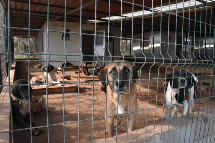 Sahipsiz kedi ve kpekler Mersin bakmevinde gvende 