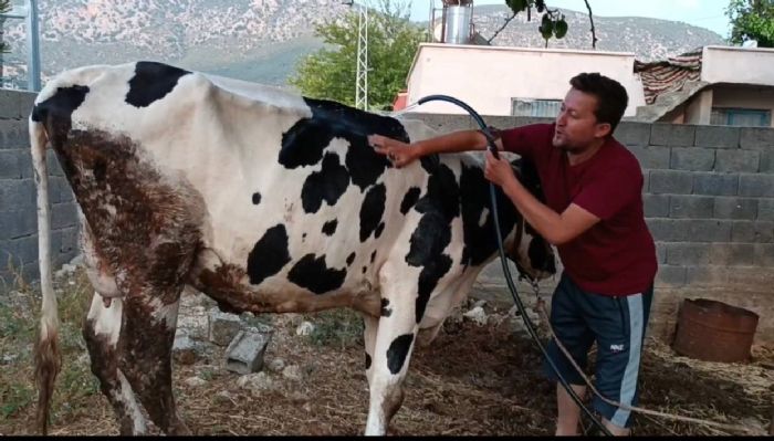 Ar scakta inek ve keisini suyla serinletmeye alt