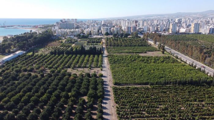 Hasat balad: Trkiye’nin portakal retiminin yzde 50’sini Dou Akdeniz karlyor