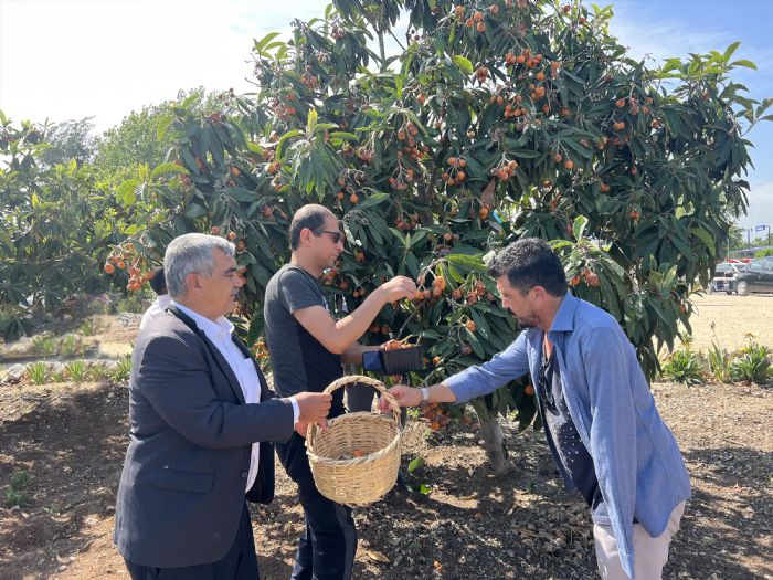 Tarsus Belediyesi tarafndan 2 ton yenidnya meyvesi hasad gerekletirdi	