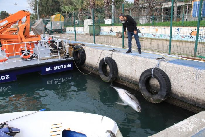 Mersin’de 2,5 Metre Boyunda l Yunus Bal Bulundu