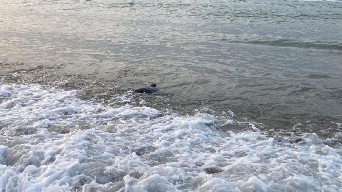 Mersin’de Kpekbal Tedirginlii
