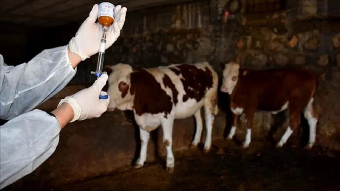 Hayvan Pazarlar Kapatld: Kasaplarda ap Endiesi