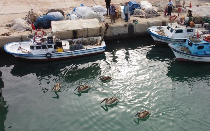 Mersin’de 5 pelikan balk barnanda mola verip balk avlad