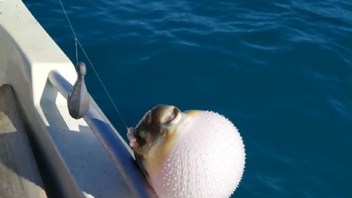 Mersinli Balklar Balon Bal Avclna Ynelik Tevikten Memnun